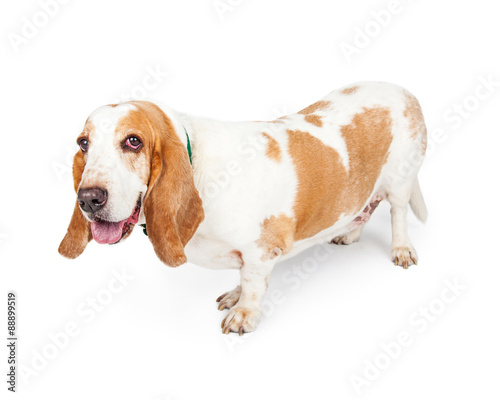 Happy Basset Hound Dog Side View