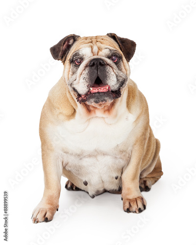 Happy Bulldog Sitting And Looking Into Camera © adogslifephoto