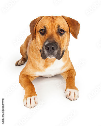 Large Mixed Breed Dog Laying With Outstretched Paws