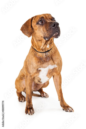 Large Mixed Breed Dog Sitting Looking Up