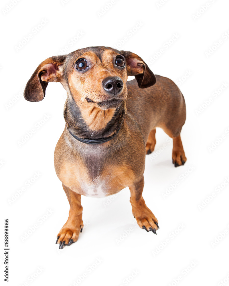 Scared Looking Dachshund Mixed Breed Dog Standing