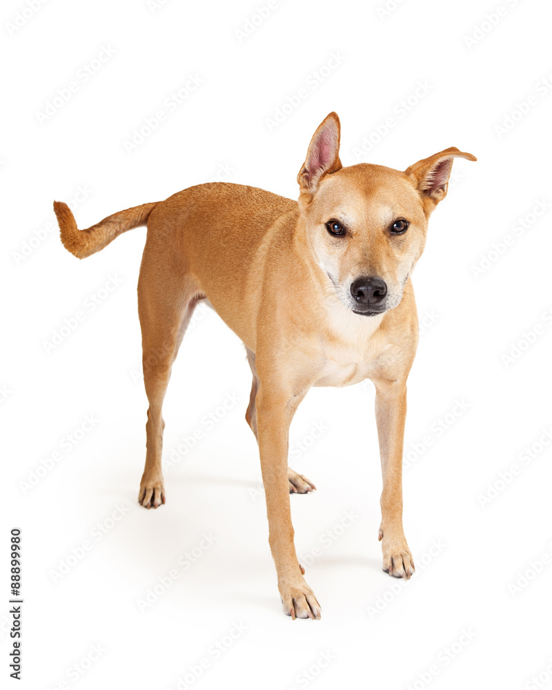 Shiba Inu Crossbreed Dog Standing