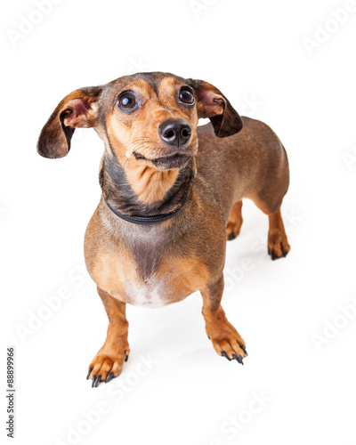 Scared Looking Dachshund Mixed Breed Dog Standing © adogslifephoto