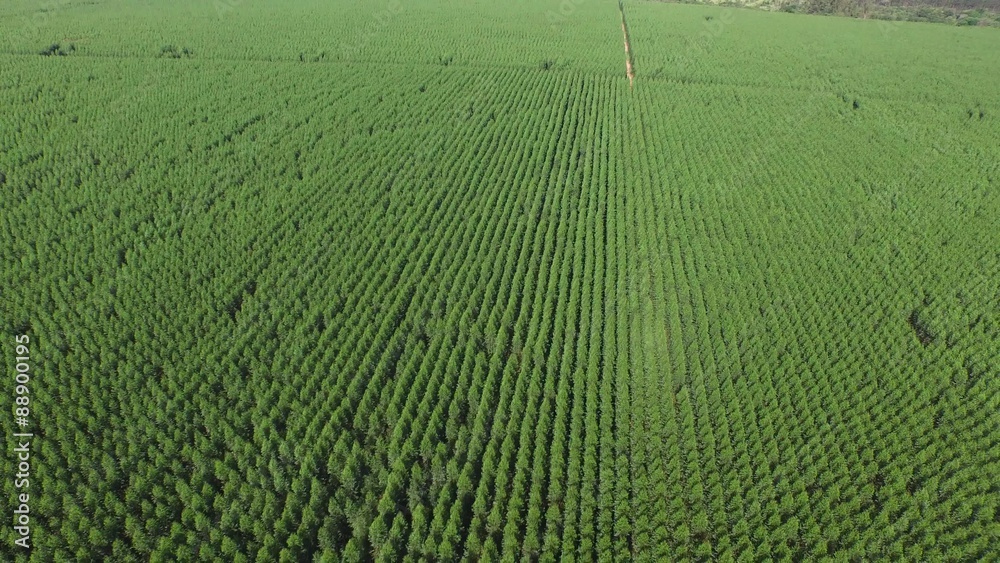 Eucalyptus harvest in sunny day - Aerial view in Brazil Eucalyptus harvest in sunny day - Aerial view in Brazil