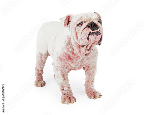 White Bulldog With Late Stage Mange photo