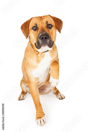 Large Mixed Breed Dog Extending Paw for Shake