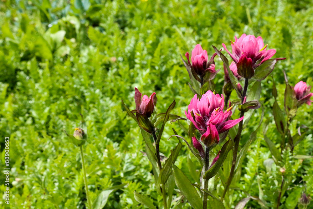Red Indian Paintbrush wildflowers in a green field Red Indian Paintbrush wildflowers in a green field