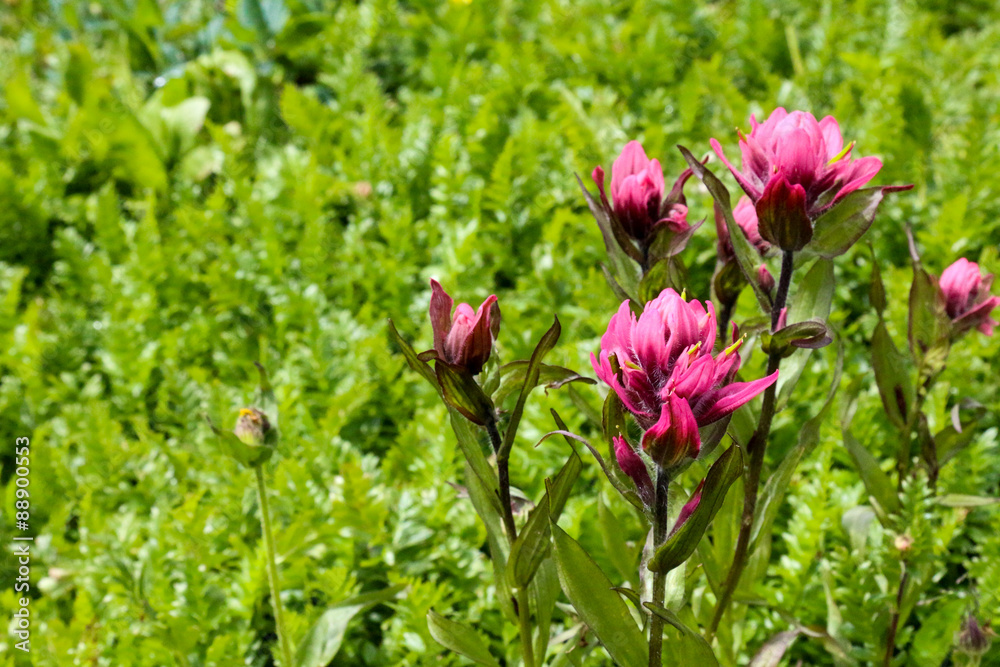 Red Indian Paintbrush wildflowers in a green field