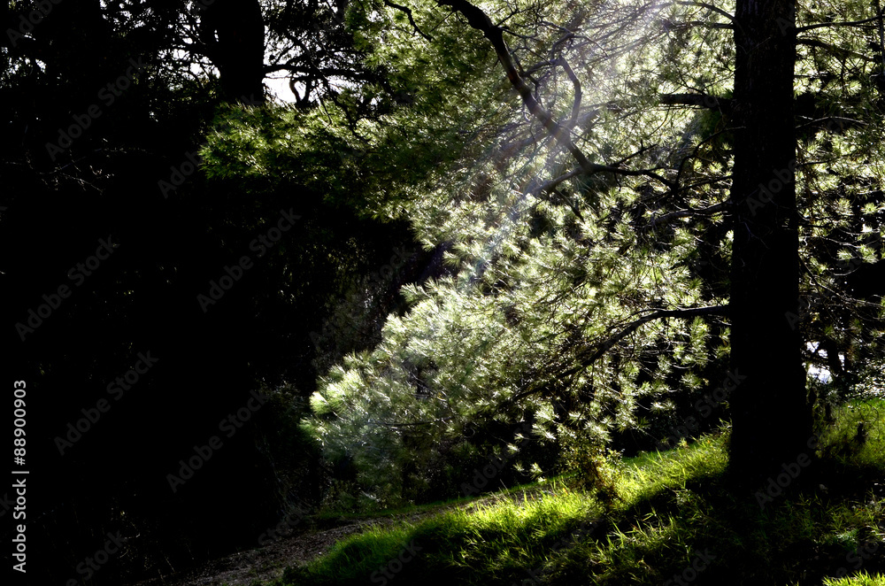 Fototapeta premium light on dark forest