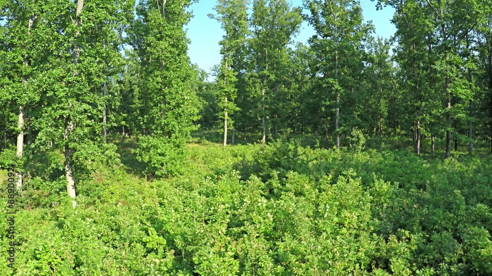 AERIAL VIEW, flight between the trees in the mountain forest. Flying over the forest. AERIAL VIEW, flight between the trees in the mountain forest. Flying over the forest.