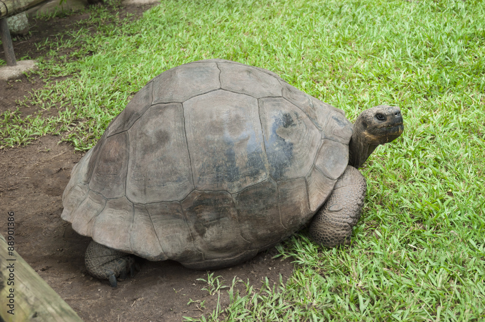 Old giant turtle Old giant turtle