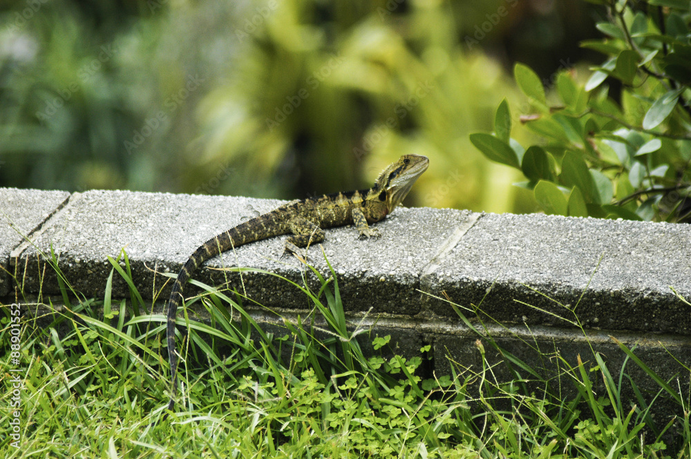 Fototapeta premium Small lizard with long tail