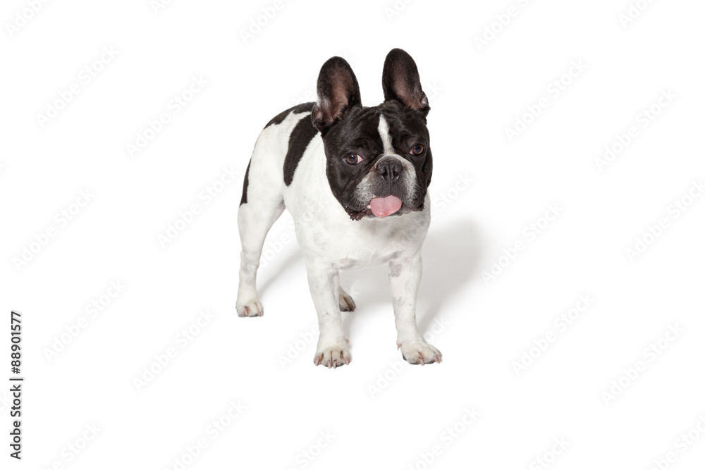 Fototapeta premium Adorable french bulldog