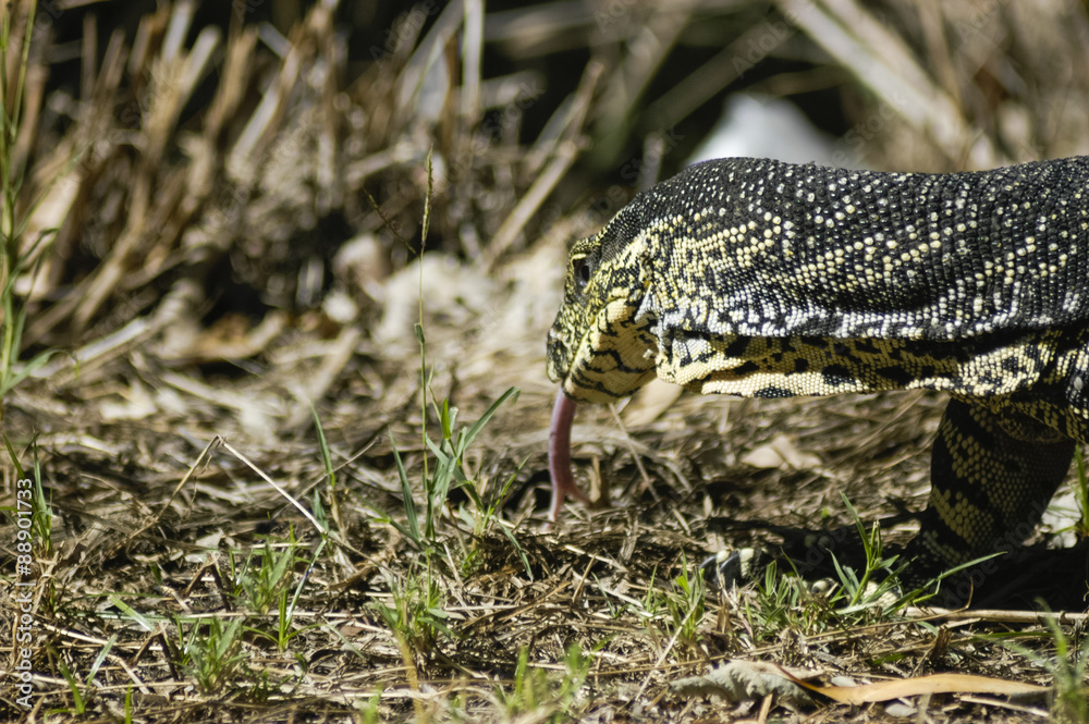 Fototapeta premium Big lizard walking on grass