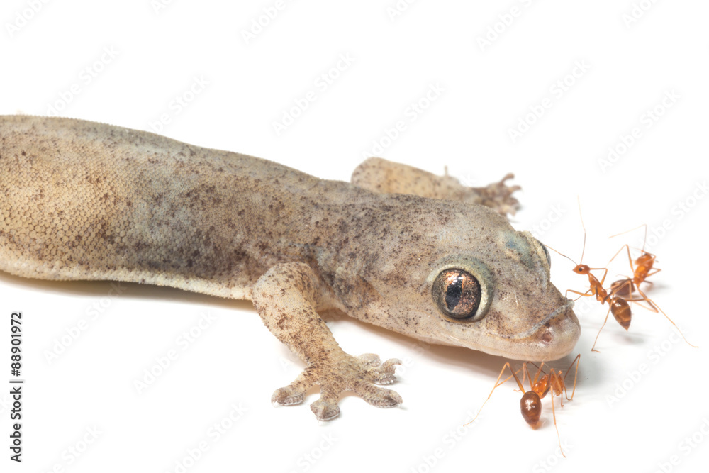 Naklejka premium wall-lizard and ant with rough and grain bady, isolated on white background 