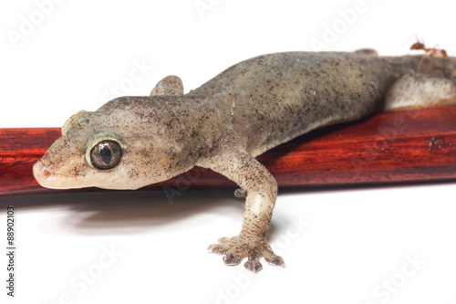 One Small Gecko Lizard and Wood on a White Background
