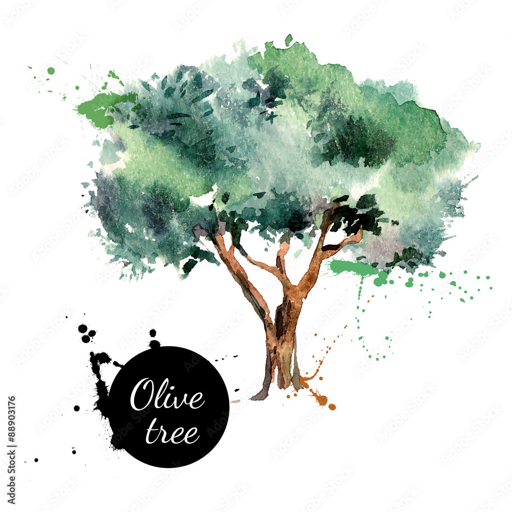 © pim - Olive tree vector illustration. Hand drawn watercolor painting © pim - Olive tree vector illustration. Hand drawn watercolor painting