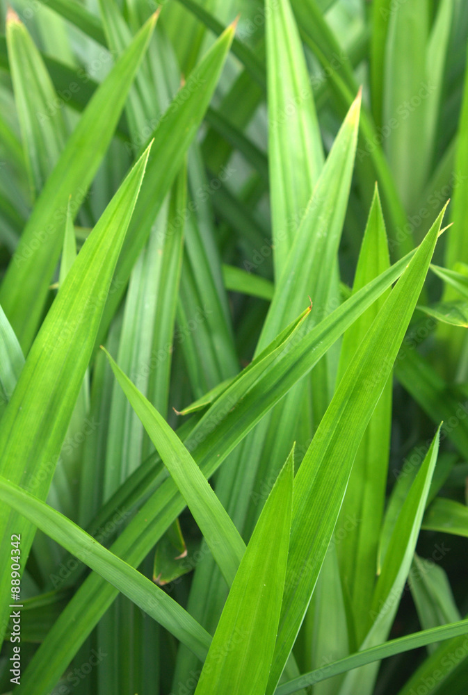 Fresh pandan leaves