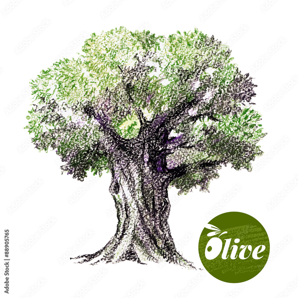 Olive tree vector illustration. Hand drawn sketch Stock Vector | Adobe ...
