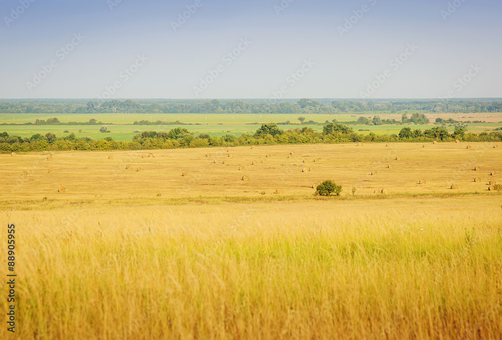Summer landscape with field of grass,blue sky