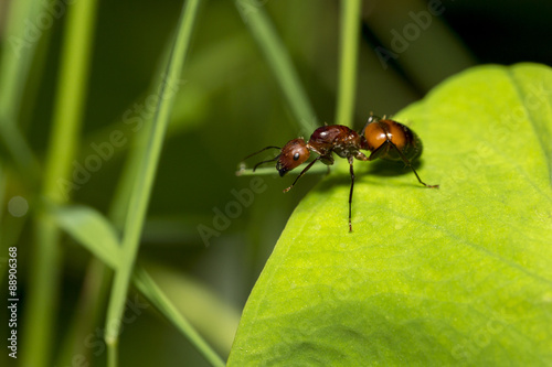 Portrait of  Ant  - Camponotus habereri © Earnest Tse