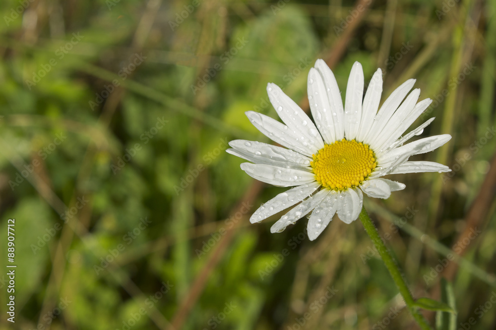 White camomile with raindrops on blurred background White camomile with raindrops on blurred background