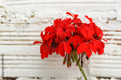 Fototapeta Naklejka Na Ścianę i Meble -  Flores de Geranio. Geranium.
