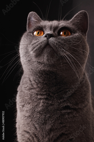 British gray cat © korionov