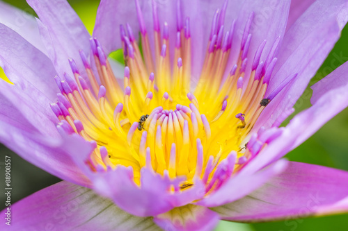 worm on lotus