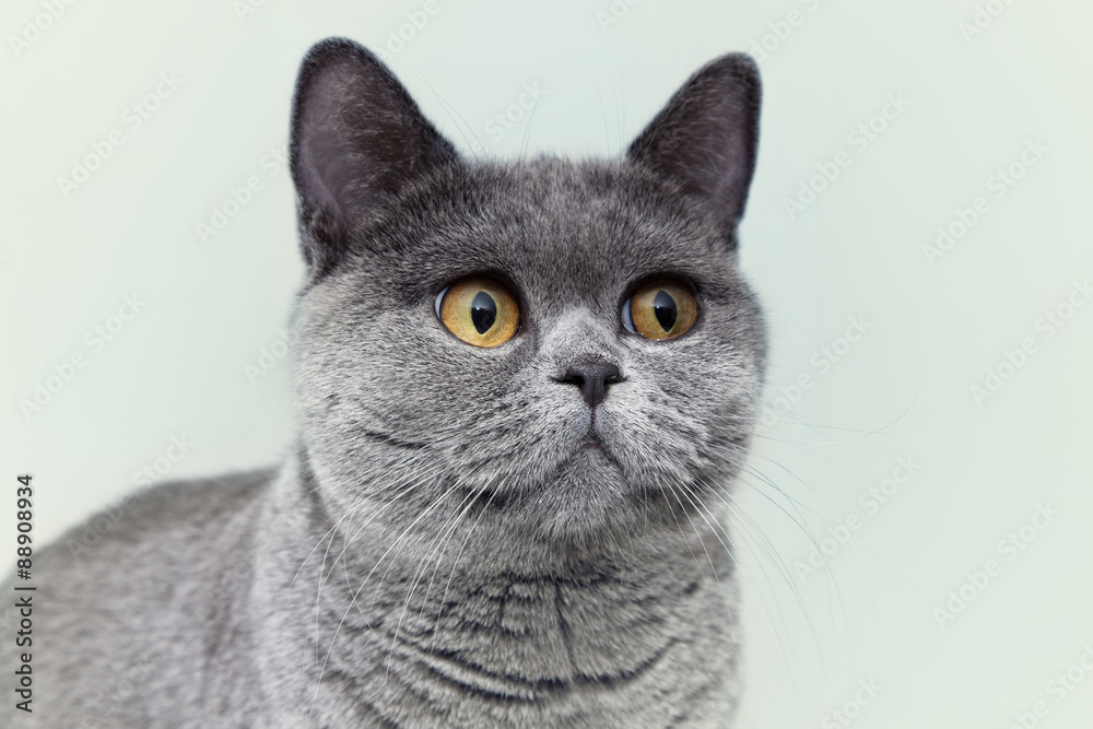 British gray cat with yellow eyes on a light background
