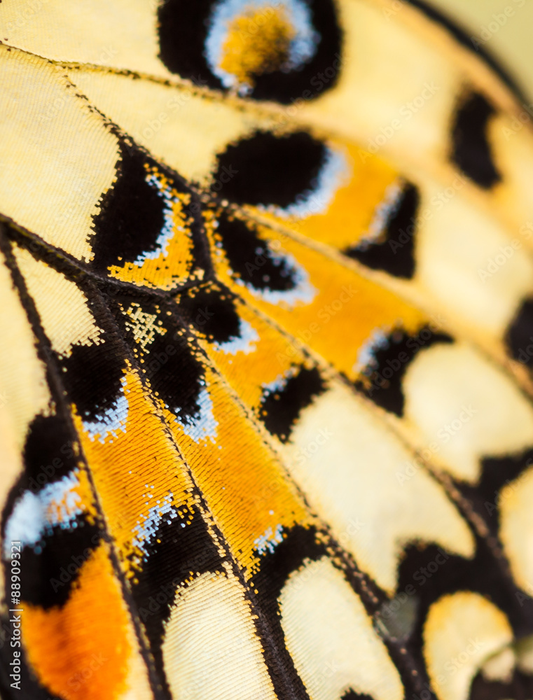 Naklejka premium butterfly on flower