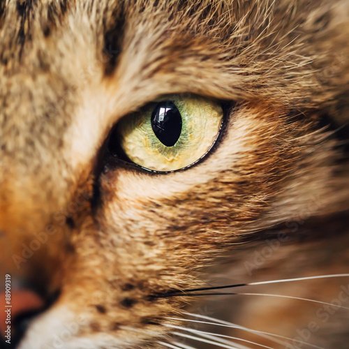 Close Up Portrait Tabby Male Kitten Cat