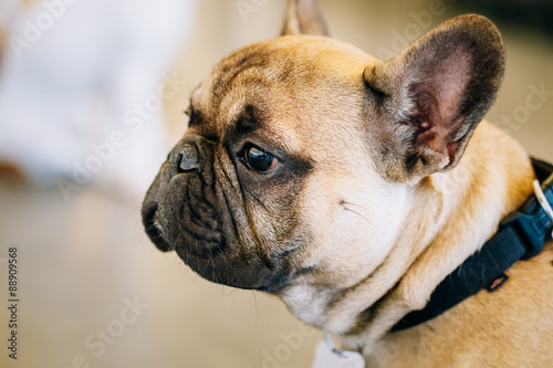Dog French Bulldog © Grigory Bruev