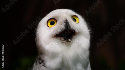 snowy Owl