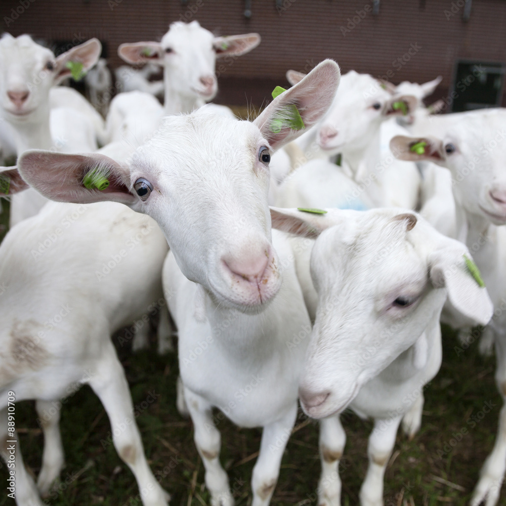 herd of white goats outside farm in holland