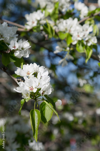 blossoming garden with pear trees in the spring