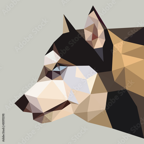 Siberian husky low polygon (vector illustration)