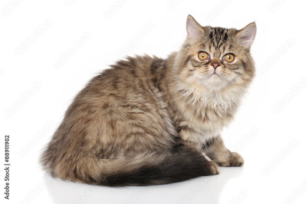 Persian kitten in front of white background