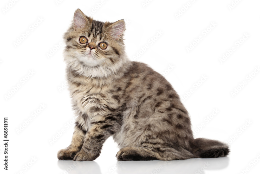 Persian kitten in front of white background