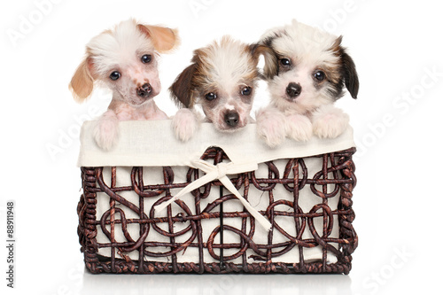 Tableau sur toile Chinese Crested puppies in basket