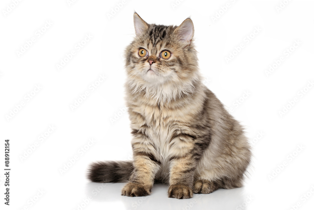 Persian kitten on white background Persian kitten on white background