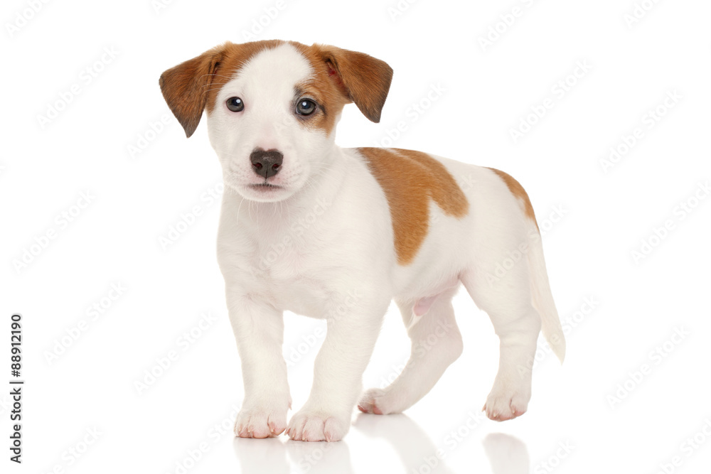 Jack russell terrier puppy