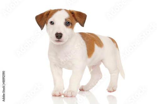 Jack russell terrier puppy © jagodka