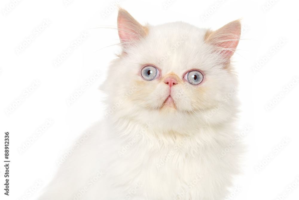 Close-up of Persian cat