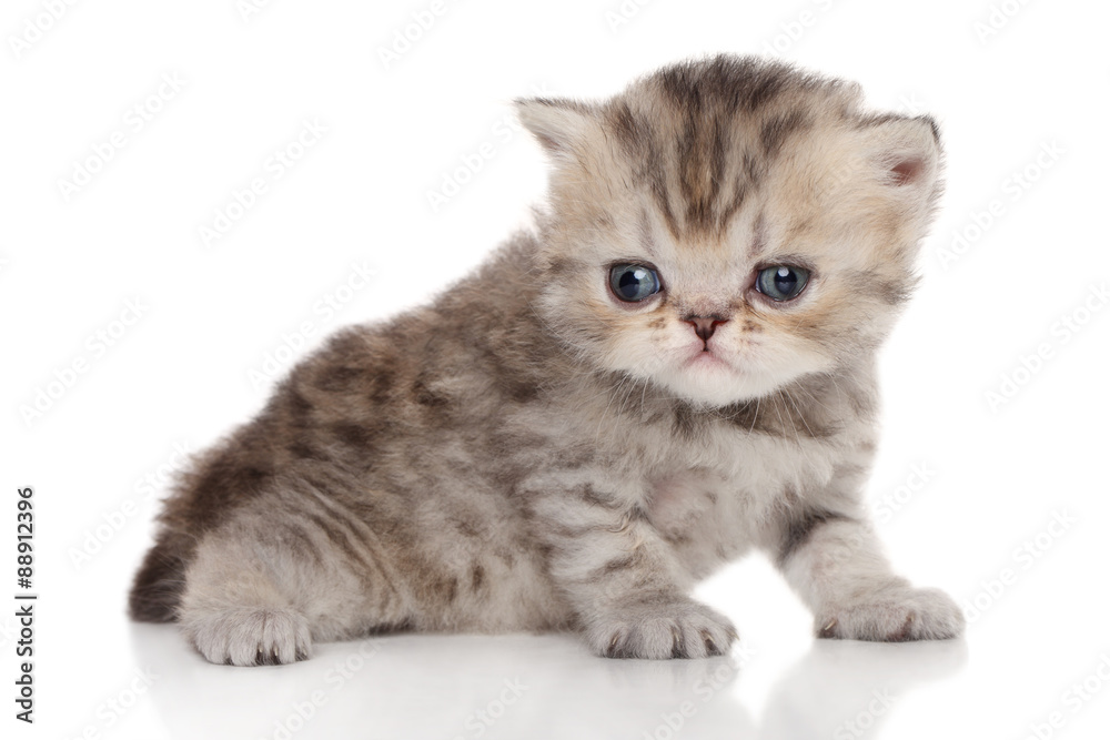 Persian kitten on a white background
