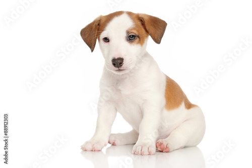 Jack Russell puppy © jagodka