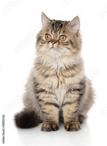 Persian cat