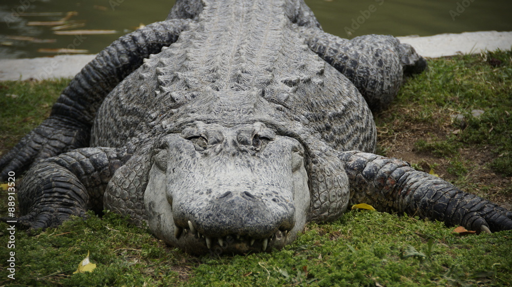 Obraz premium Crocodile sleeping on the grass
