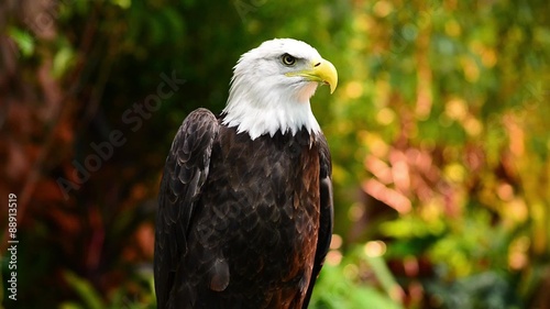 eagle