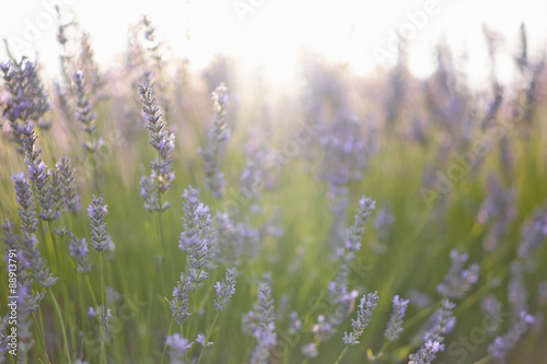 Lavender field. Soft focus. Provence, France.